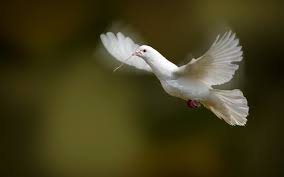 White Dove Bird Flying Photo