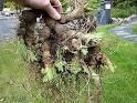 How to <b>Plant Iris</b> Bulbs.