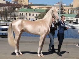 اجمل واغلى حصان في العالم  Images?q=tbn:ANd9GcTUYlvQ1aykU7SV11YTYglNAVmt4CpDN-G-_AUKslrLtL45nmss