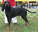 BLACK AND TAN coonhound dog - hound dog breeds from the online dog ...