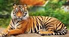 tiger pronunciation