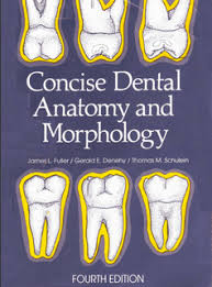 كتاب Concise Dental Anatomy and Morphology Images?q=tbn:ANd9GcTWSQadxaaa_qBAZkfbWzP88r4bgtqOklztT0JJSwCENLysmDCBDw&t=1