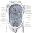 <b>Peritoneum</b>