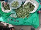 Killing <b>Coca</b> Plants