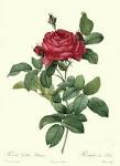 File:REDOUTE - Rosa gallica pontiana.jpg - Wikimedia Commons