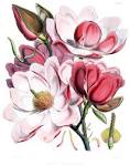 File:Magnolia campbellii flowers.jpg - Wikimedia Commons