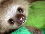 Weekly Dose of Cute: Baby SLOTH : Observations of a Nerd