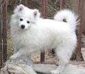 American Eskimo Information and Pictures, Spitz, American Eskimo Dog