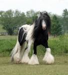 Gypsy Horses