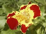 <b>Mimulus</b>