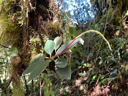 Image result for "Peperomia alpina"
