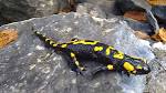 Salamander - Wikipedia, the free encyclopedia