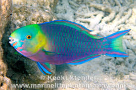 Image result for Greensnout Parrotfish