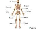 Skeleton (POSTERIOR view): MedlinePlus Medical Encyclopedia Image
