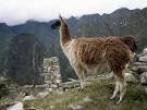 Llamas, Llama Pictures, Llama Facts - National Geographic