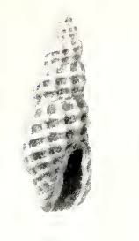 Image result for "Clathromangilia"