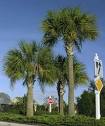 Photo of sabal palmetto trees