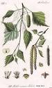 "<b>Betula</b> pendula", Flora von