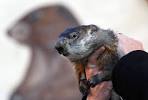 Groundhog Day 2012: Best Pictures from Punxsutawney Phil and ...