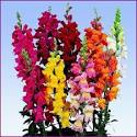 <b>Antirrhinum</b> Rocket Mix