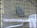 Creative writing video: Blue Monkey at Knoxville Zoo - Worldnews.