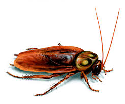 Cockroach Control Noida