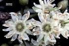 <b>Sapotaceae</b>