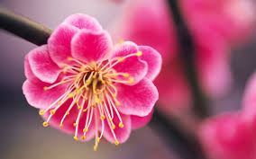 pink flowers Images?q=tbn:ANd9GcThxMasUs5QG4ADfvbesv7pypkLB_xinQPIn-jCwRYbHiWxh94_