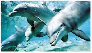 delfini liberi