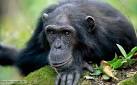 Male chimpanzee looking