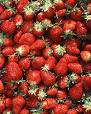 strawberries pronunciation
