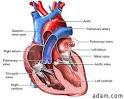 <b>pulmonary artery</b>