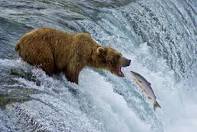 bears-alaska-brooks-falls-