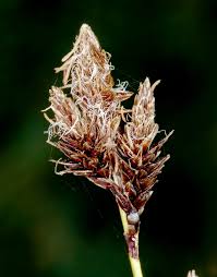 Image result for "Carex fissuricola"