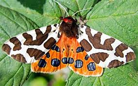 Tiger moth Airfix 72 FAA Images?q=tbn:ANd9GcTlVB__Wfj8l-qPxEPsi2obo2kQpasEeYPVP66x9d0StEBTwGepsykpwVg