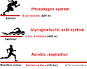 the Glycogen-<b>Lactic Acid</b>