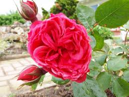 Die erste blühende Rose Marion - Wetter