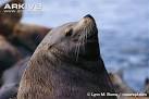 ARKive - Steller's SEA LION videos, photos and facts - Eumetopias ...