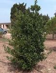 File:<b>Laurus</b> nobilis g1.jpg