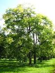 File:<b>Cedrela</b> sinensis.jpg