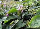 Factsheet - <b>Canavalia</b>