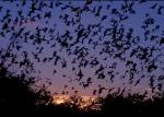Image - Mexican free tailed bats.jpg - Uncyclopedia, the content