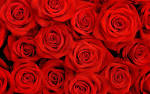 Lovely Roses HQ Wallpapers | HD Wallpapers