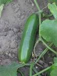 File:Komkommer <b>Cucumis</b> sativus