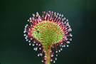flowers perfect, sepals 5,