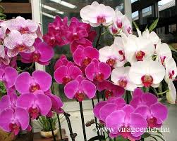 Az orchidea