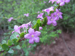 Image result for "Plocosperma buxifolium"