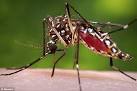Deadly mosquito-borne viruses sweep Florida as 24 ill with dengue.