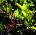 Mate De <b>Coca</b> - Pijama Cafe