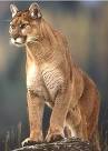 Fox and MOUNTAIN LION - Apache Legend
